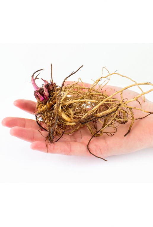 Echinacea Mix 