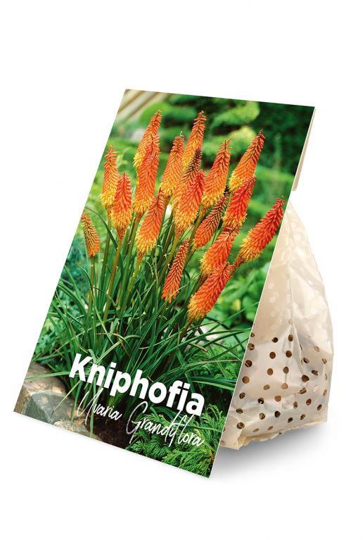 Kniphofia Uvaria Grandiflora