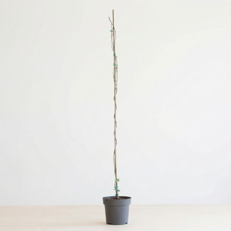 Rhyncospermum Jasminoides