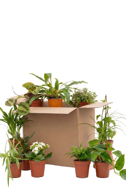 Boîte seconde chance – 12 pièces