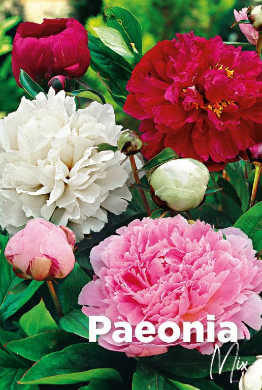 Paeonia mix bulbes a fleurs