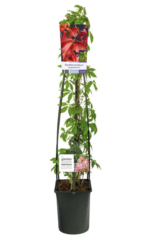 Parthenocissus engelmannii bloem