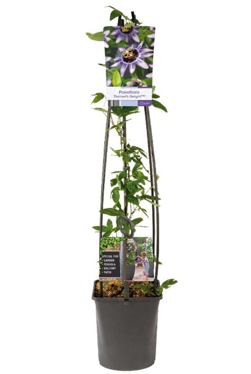 Passiflora 'Damsel's Delight' +light label