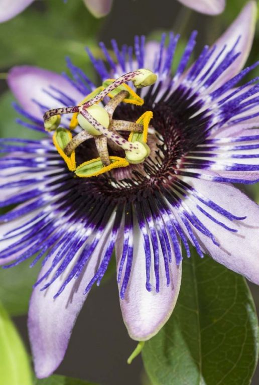 Passiflora damsel s delight plante de jardin
