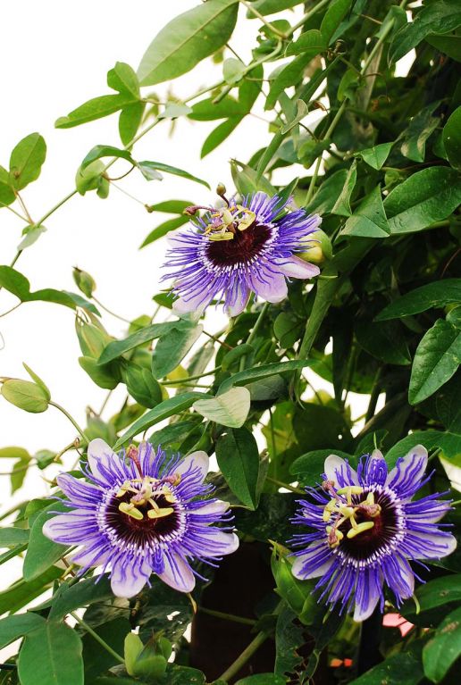 Passiflora purple haze plante de jardin 14