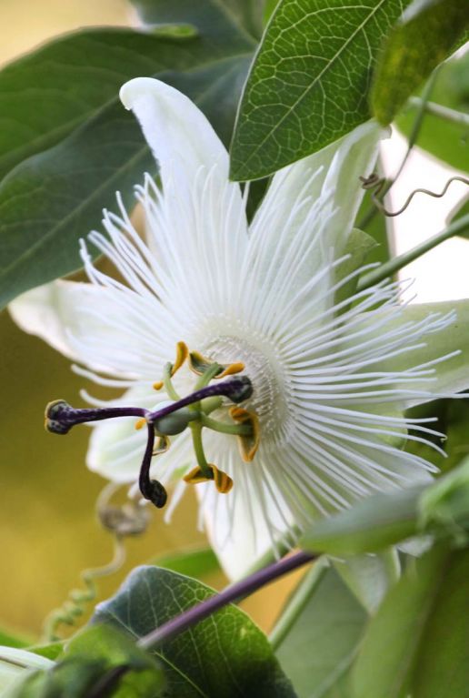 Passiflora snow queen plante de jardin p23