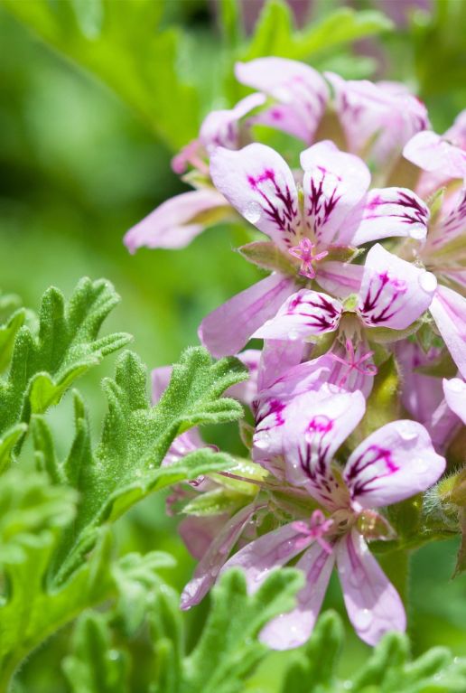 Pelargonium isko lemon p10 plante de jardin