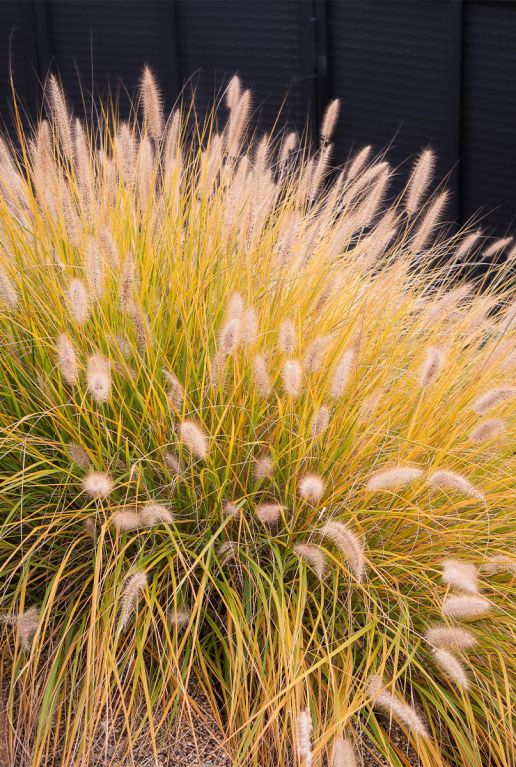 Pennisetum alopecuroides hameln plante de jardin