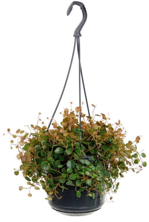 Peperomia Pepperspot