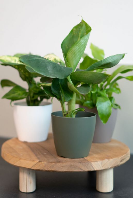 Petit jardiniere verte 1