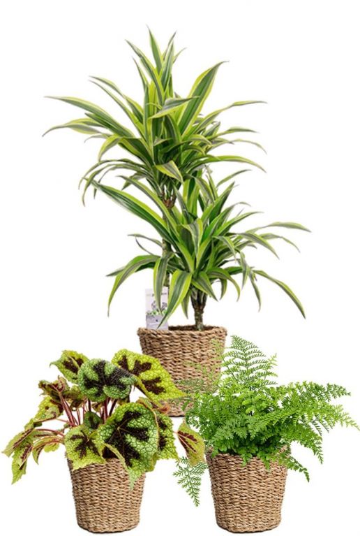 Plantes dans un panier tressé