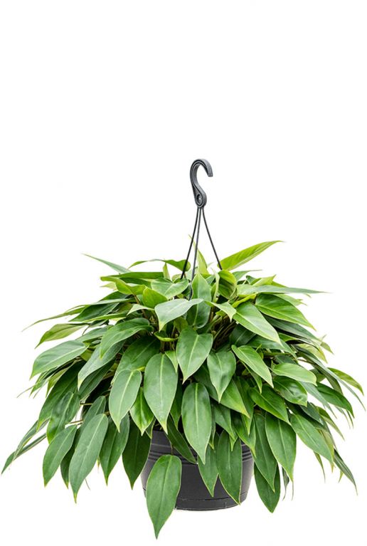 Philodendron