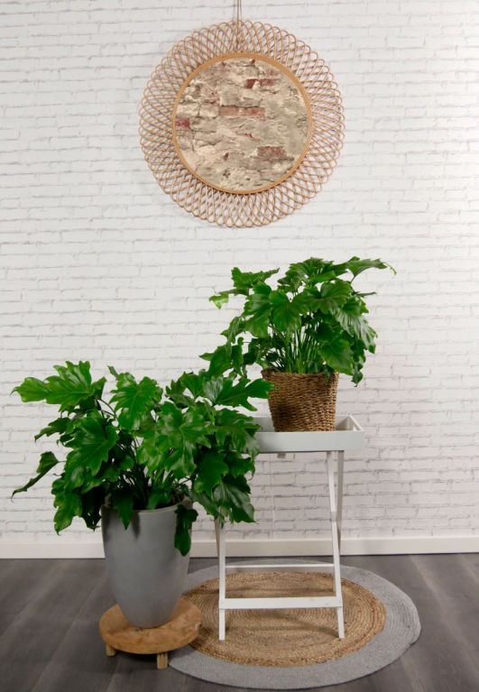 Philodendron bipinnatifidum kamerplant