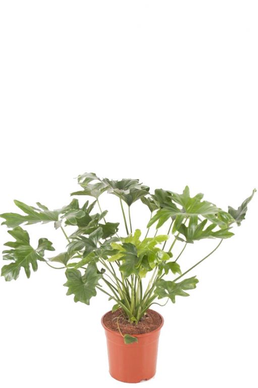 Philodendron cum laude kamerplant