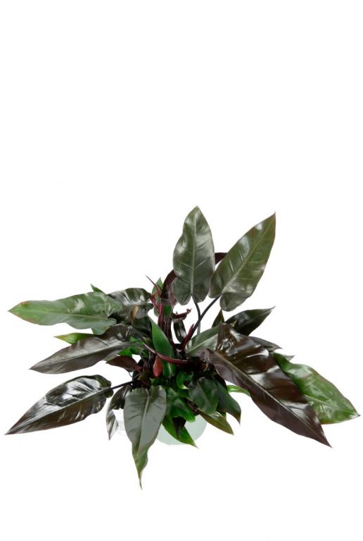 Philodendron grote bladeren