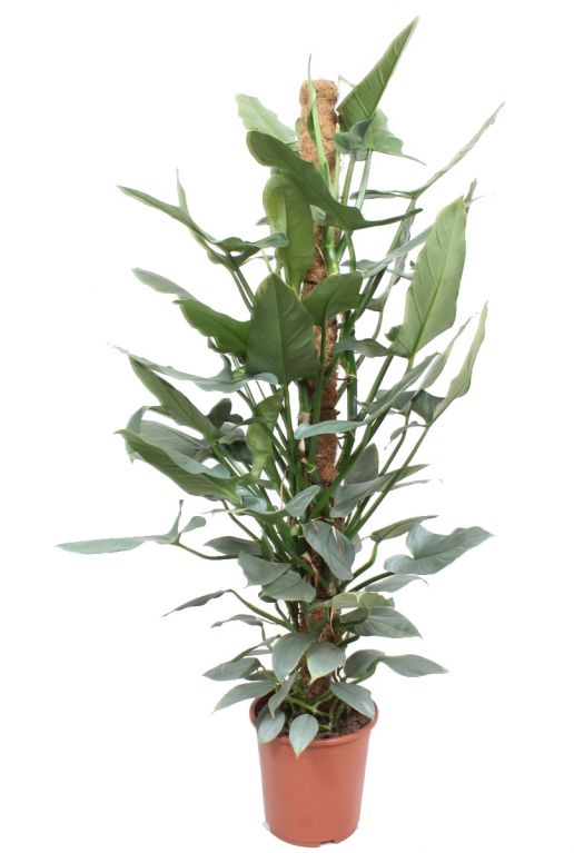 Hoya Krohniana Silver blad