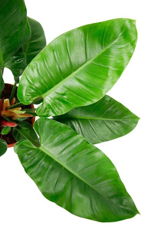 Monstera Siltepecana