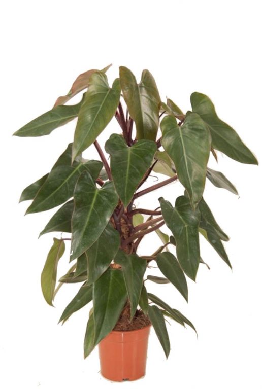 Philodendron Mandaianum