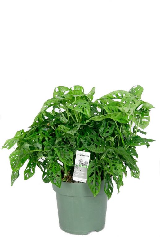 Philodendron monkey mask monstera