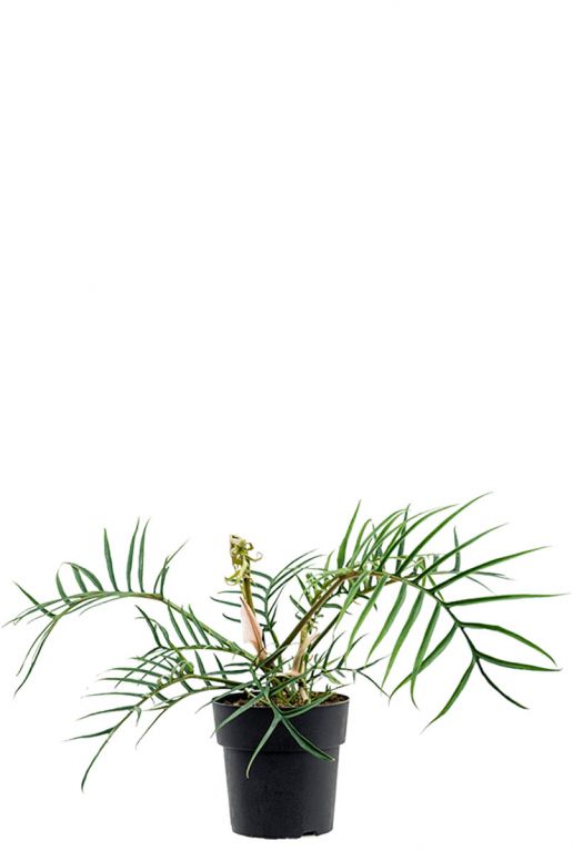 Philodendron polypodioides tortum