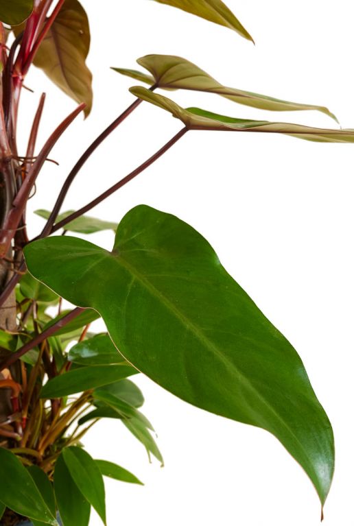 Philodendron red emerald blad 1