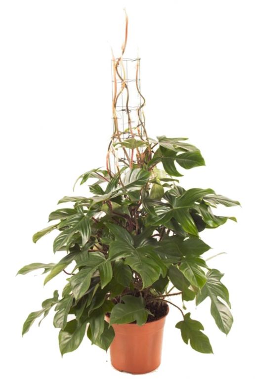 Philodendron red wonder kamerplant