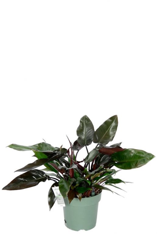 Philodendron rode bladeren