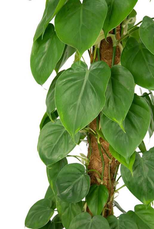 Feuille de Philodendron scandens 
