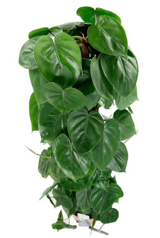 Philodendron scandens plante verte