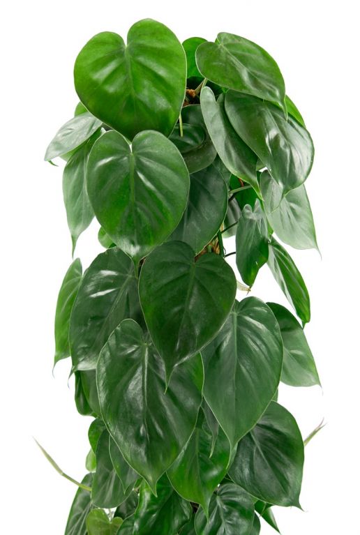 Philodendron scandens feuille en forme de cœur