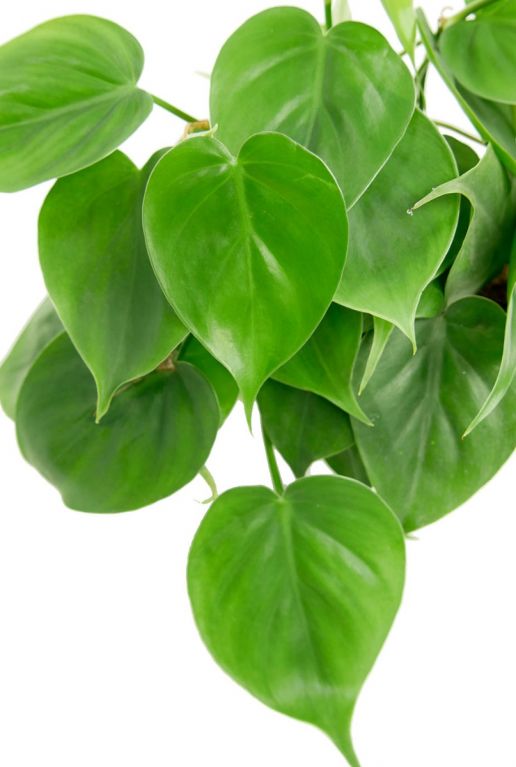 Feuilles de Philodendron scandens