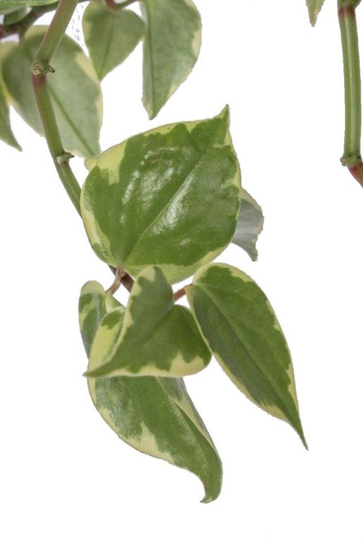 Philodendron scandens plant 2