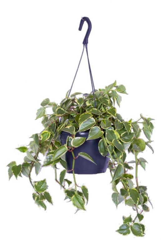 Philodendron scandens variegatum