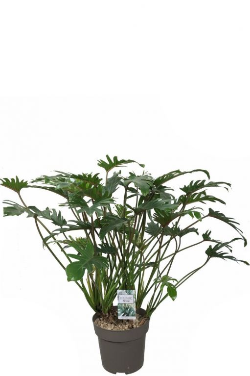 Alocasia Branchifolia Pink Passion blad