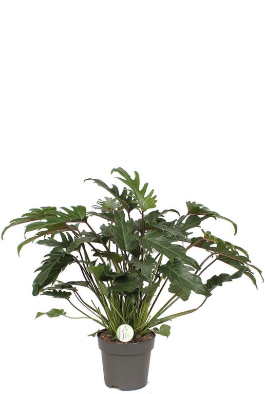 Philodendron xanadu p21