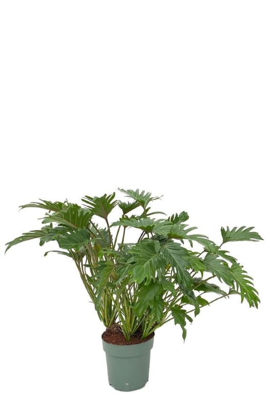 Philodendron xanadu p2480