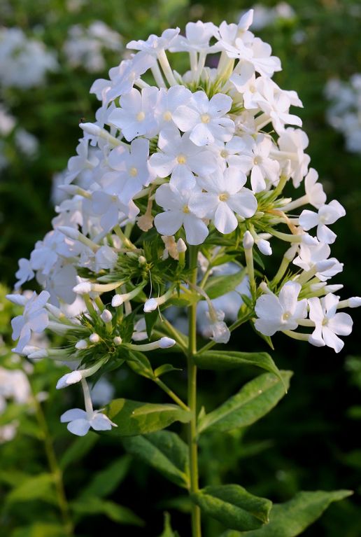 Phlox paniculata david plante de jardin