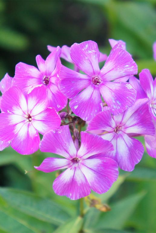 Phlox paniculata laura