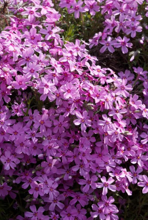 Phlox subulata macdaniel cushion plante de jardin