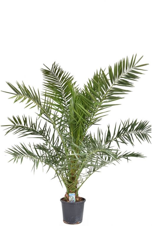 Phoenix canariensis kamerplant palm