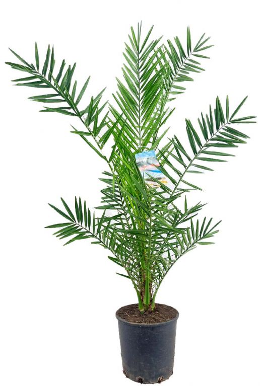 Phoenix canariensis p24
