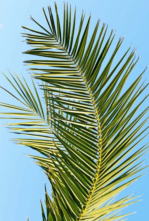 Phoenix canariensis plante de jardin