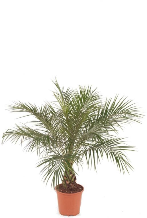 Phoenix roebelenii palm 1