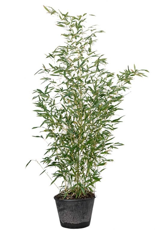 Phyllostachys bissetii
