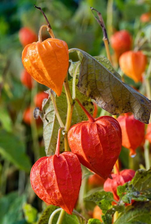 Physalis alkekengi franchetii p9