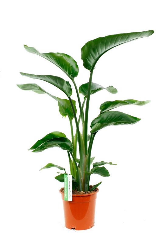 Plante d interieur strelitzia nicolai