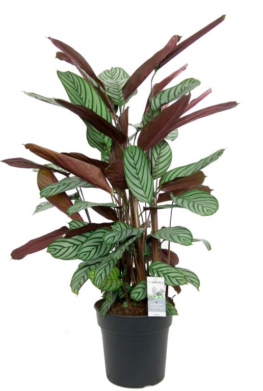 Plante d interieur calathea oppenheimiana