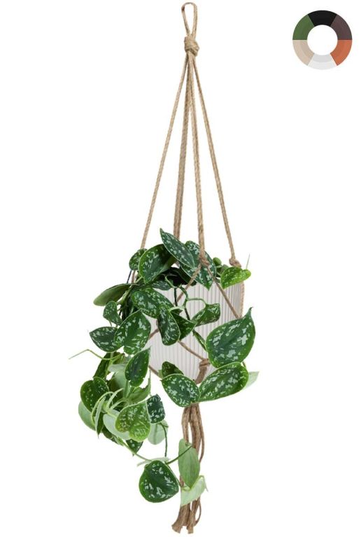 Plante suspendue dans un pot suspendu 1