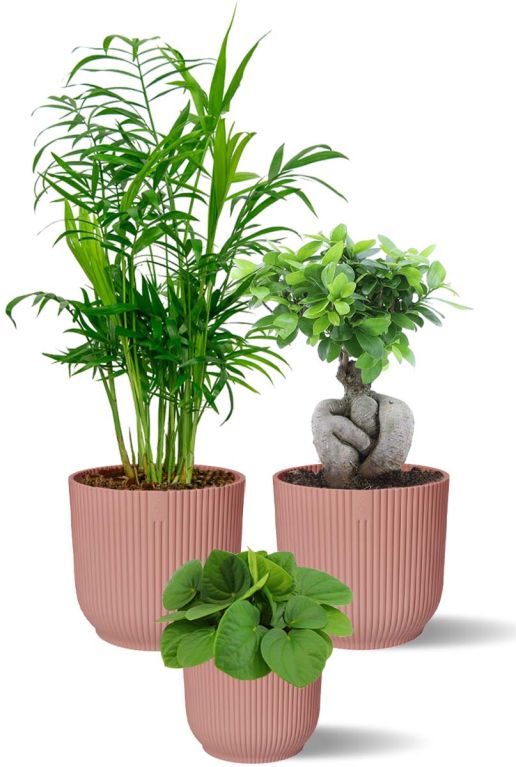 Plantes dans des pots en elho rose