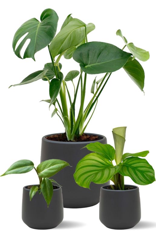 Plantes dans des pots noirs